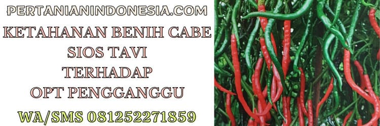 opt,hama,penyakit,cap kapal terbang,sios tavi cap kapal terbang